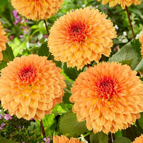 Orange Impact Dahlia - Nature Hills Nursery - 5 Pack Bulbs - 