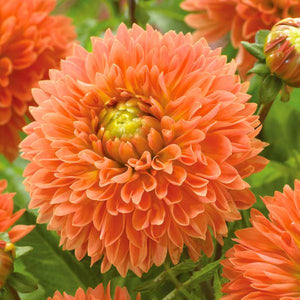 Orange Impact Dahlia - Nature Hills Nursery - 5 Pack Bulbs - 