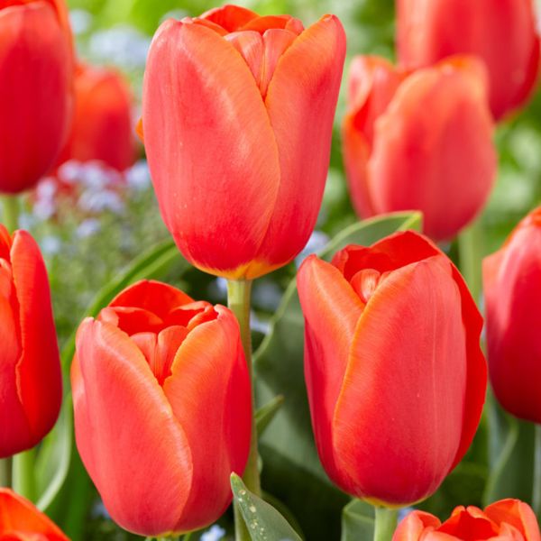 Orange Juice Tulip - Nature Hills Nursery - 12 Pack Bulbs - 