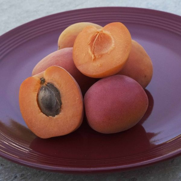 Orange Knockout Apricot Tree - Nature Hills Nursery - Paper Pot 4 - 5 Feet - 