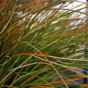 Orange New Zealand Sedge Grass