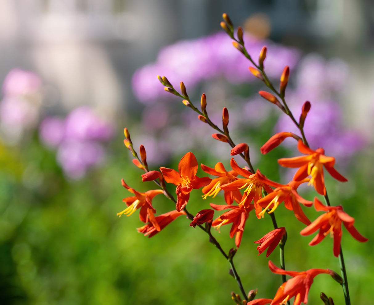 Orange Pekoe Crocosmia - Perennial - Nature Hills Nursery - 1 Container - 