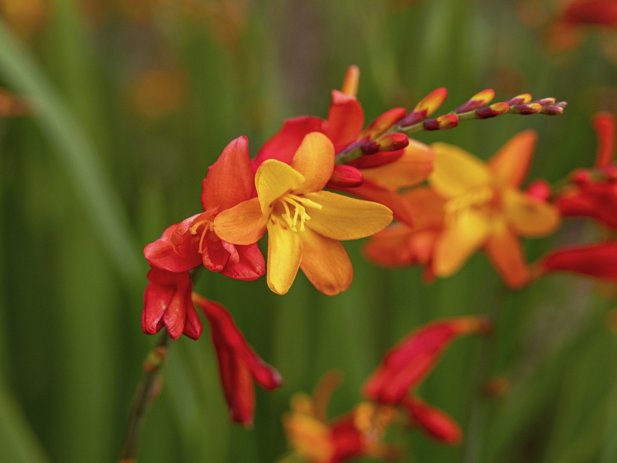Orange Pekoe Crocosmia | Buy at NatureHills.com