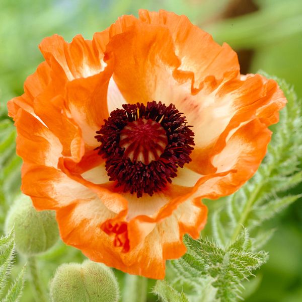 Pleated Oriental Poppy hotsell