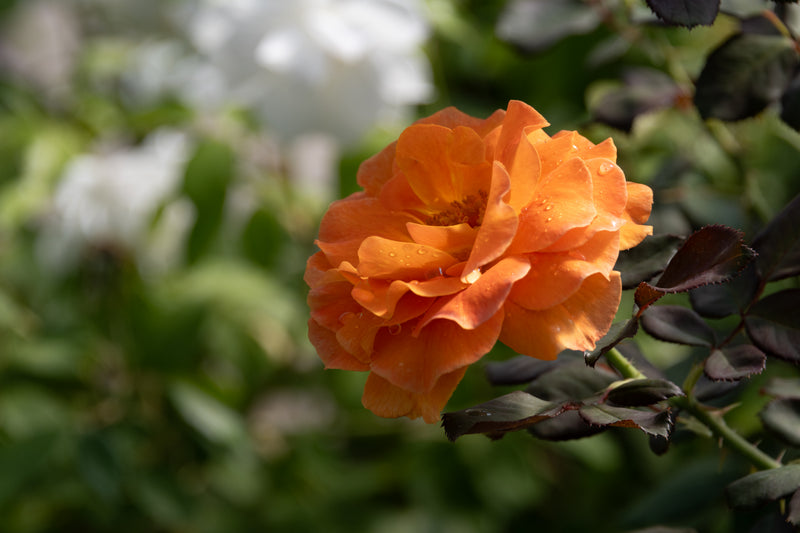 Close-up of a vibrant orange rose with water droplets on its petals, surrounded by dark green foliage in a garden setting.
