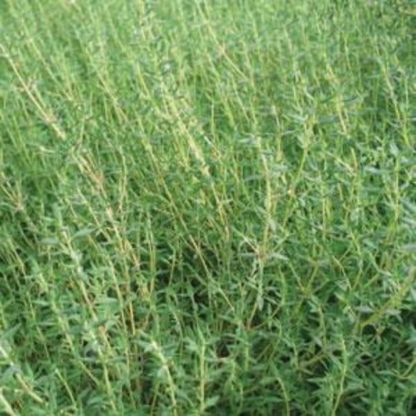 Orange Thyme - Nature Hills Nursery - Quart Container - 
