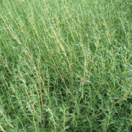 Orange Thyme - Nature Hills Nursery - Quart Container - 