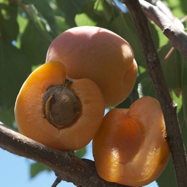 Orange Knockout Apricot Tree