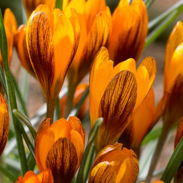 Orange Monarch Crocus Blooms