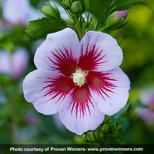 Orchid Satin&reg; Rose Of Sharon Tree Form - Nature Hills Nursery - #3 Container - 