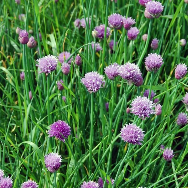 Oregano, Chives, and English Thyme 3 Pack - Nature Hills Nursery - 3 Pint Pack - 