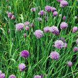 Oregano, Chives, and English Thyme 3 Pack - Nature Hills Nursery - 3 Pint Pack - 
