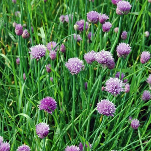 Oregano, Chives, and English Thyme 3 Pack - Nature Hills Nursery - 3 Pint Pack - 