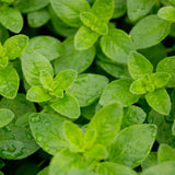 Oregano, Chives, and English Thyme 3 Pack - Nature Hills Nursery - 3 Pint Pack - 