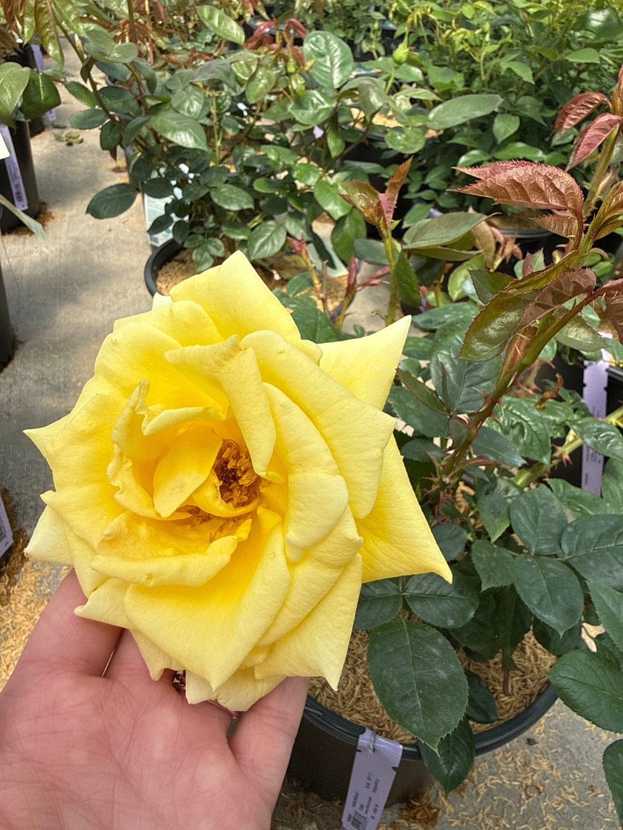 Hand holding a fully open yellow Oregold Hybrid Tea Rose bloom with layered petals and golden stamens at a garden nursery.