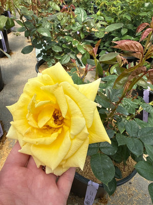 Hand holding a fully open yellow Oregold Hybrid Tea Rose bloom with layered petals and golden stamens at a garden nursery.