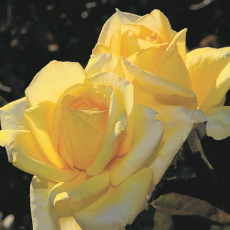 Oregold Hybrid Tea Rose - Rose - Nature Hills Nursery - 2 Container - 