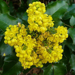 Close-up of yellow mahonia flowers on Oregon Grape Holly blooming in late spring.