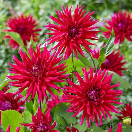 Orfeo Dahlia - Nature Hills Nursery - 5 Pack Bulbs - 