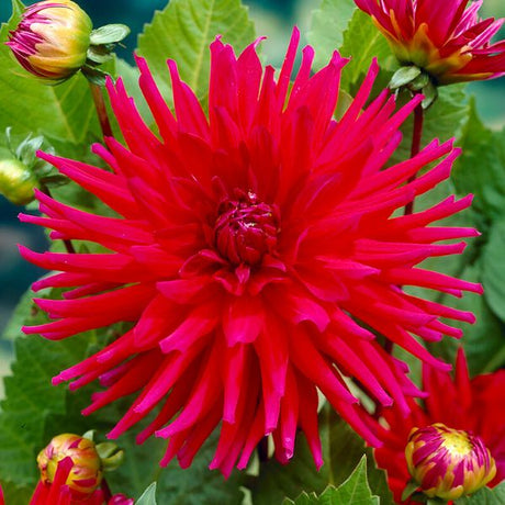 Orfeo Dahlia - Nature Hills Nursery - 5 Pack Bulbs - 