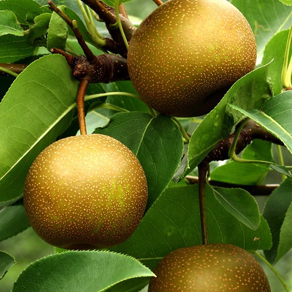 Oriental Asian Pear - Nature Hills Nursery - #7 Container 4 - 5 Feet Semi Dwarf - 