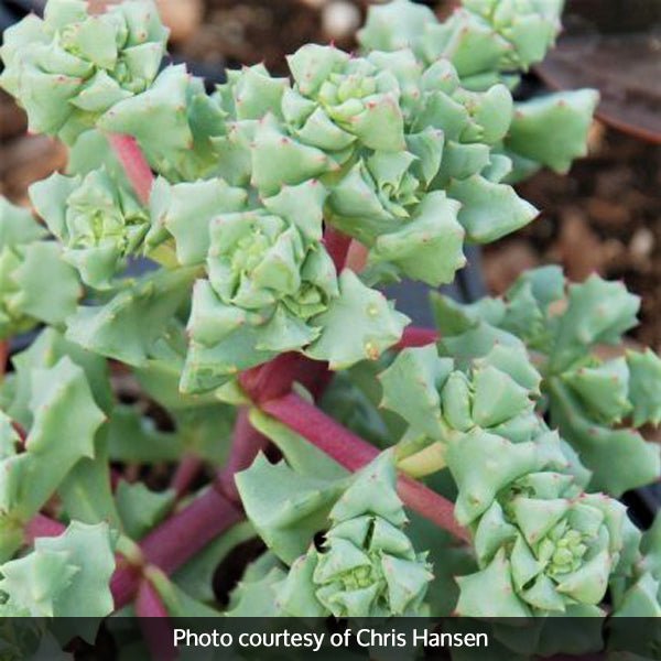 Oscularia deltoides - Nature Hills Nursery - #1 Container - 