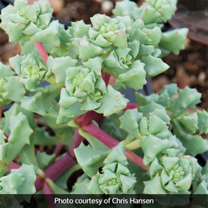 Oscularia deltoides - Nature Hills Nursery - #1 Container - 