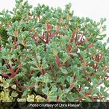 Oscularia deltoides - Nature Hills Nursery - #1 Container - 