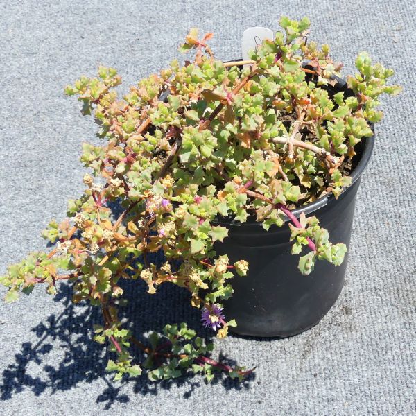 Oscularia deltoides - Nature Hills Nursery - #1 Container - 