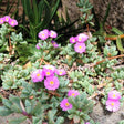 Oscularia deltoides - Nature Hills Nursery - #1 Container - 
