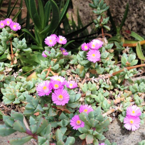 Oscularia deltoides - Nature Hills Nursery - #1 Container - 