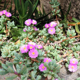 Oscularia deltoides - Nature Hills Nursery - #1 Container - 
