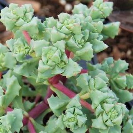 Oscularia deltoides - Nature Hills Nursery - #1 Container - 