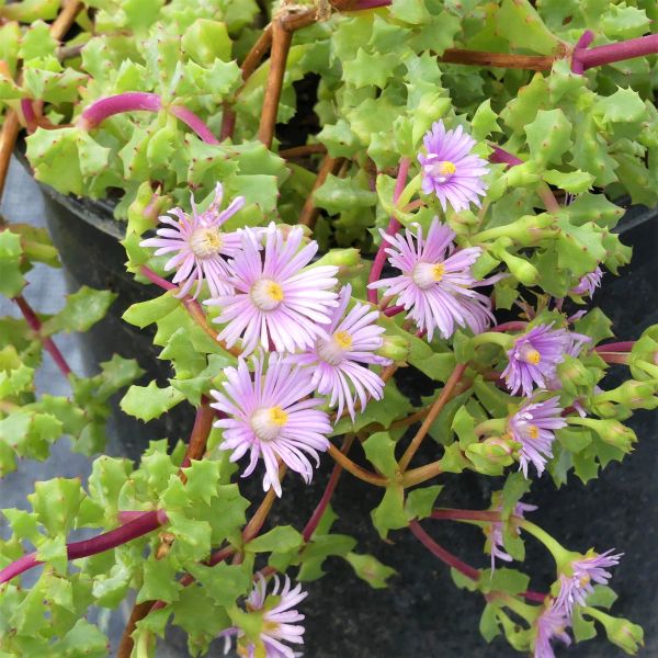 Oscularia deltoides - Nature Hills Nursery - #1 Container - 