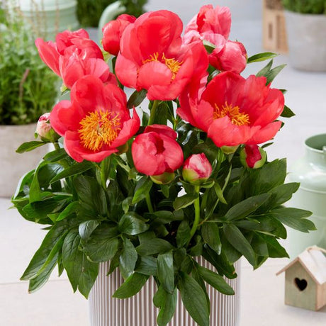 Oslo Peony - Perennial - Nature Hills Nursery - 