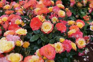 Oso Easy En Fuego Landscape Rose shrub, front view