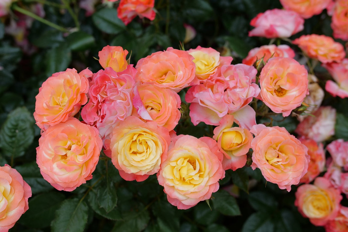 Oso Easy En Fuego Landscape Rose shrub, side view