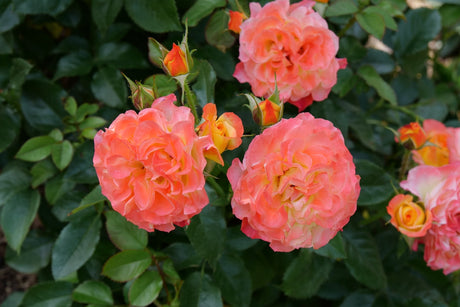 Oso Easy En Fuego Landscape Rose shrub, lifestyle view