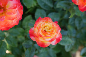 Oso Easy En Fuego Landscape Rose shrub, close-up