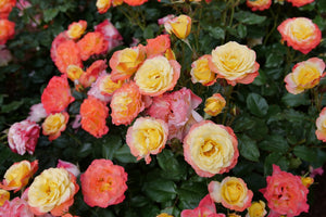 Oso Easy En Fuego Landscape Rose shrub, garden view