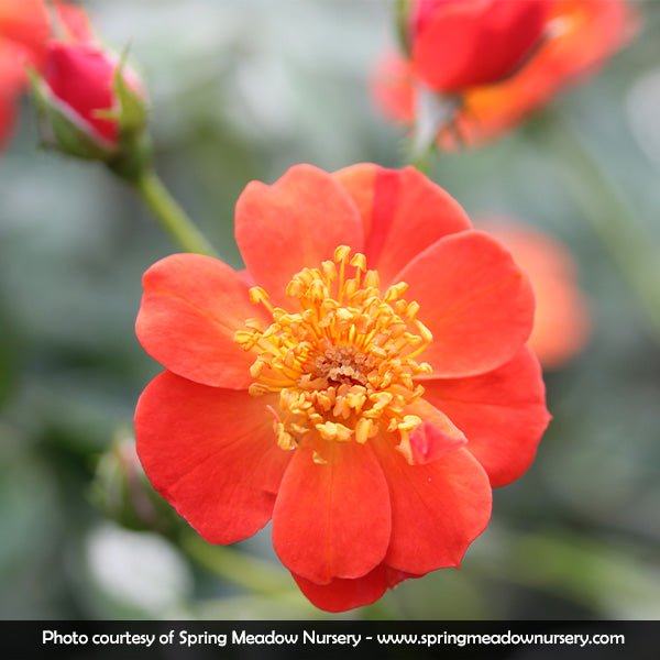 Oso Easy® Hot Paprika® Shrub Rose | Buy at NatureHills.com
