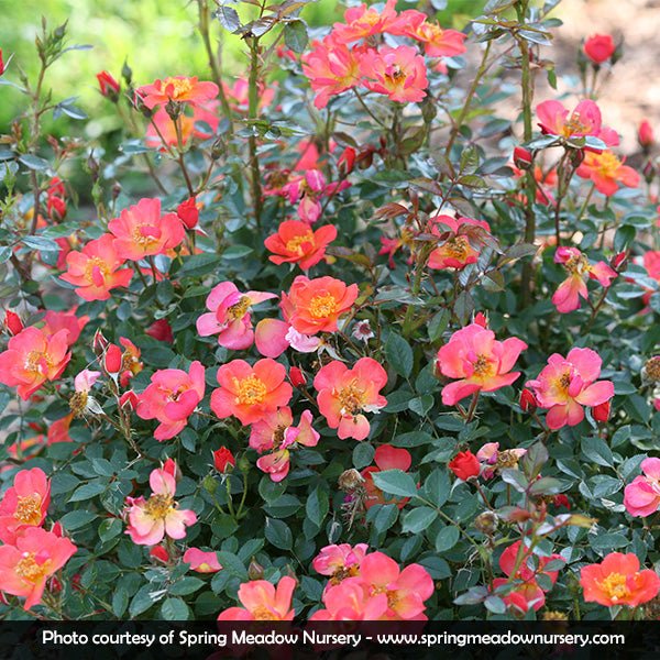 Oso Easy® Hot Paprika® Shrub Rose | Buy at NatureHills.com