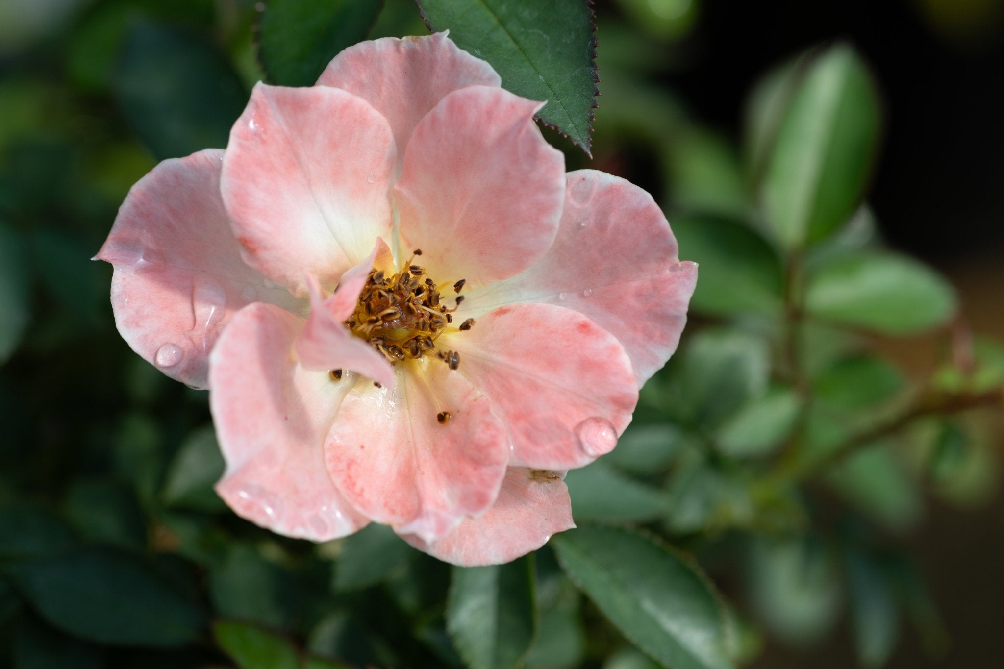 Oso Easy® Italian Ice® Shrub Rose | Buy at NatureHills.com