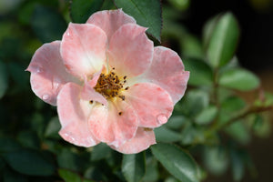 Close-up of Oso Easy Italian Ice shrub rose showing soft pink petals with water droplets and golden stamens.
