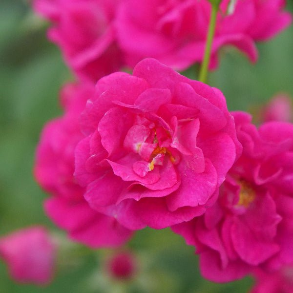 Oso Easy Peasy® Rose - Bush - Nature Hills Nursery - 1 Container - 