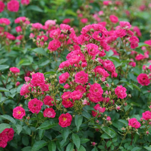 Oso Easy Peasy® Rose - Bush - Nature Hills Nursery - 1 Container - 