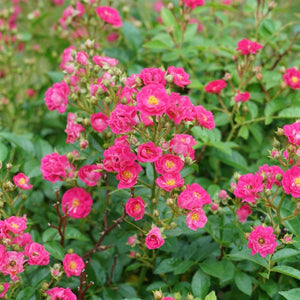 Oso Easy Peasy® Rose - Bush - Nature Hills Nursery - 1 Container - 