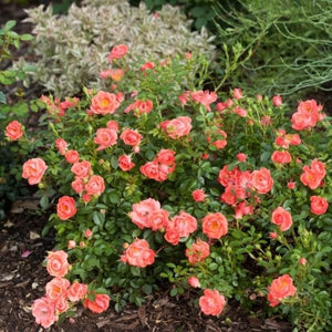 Oso Easy&reg; Mango Salsa Shrub Rose - Nature Hills Nursery - #3 Container - 