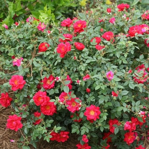 Oso Easy&reg; Urban Legend&reg; Shrub Rose - Nature Hills Nursery - #3 Container - 