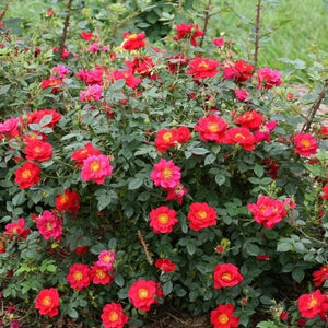 Oso Easy&reg; Urban Legend&reg; Shrub Rose - Nature Hills Nursery - #3 Container - 